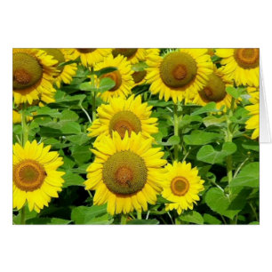 Cartão Campos do girassol