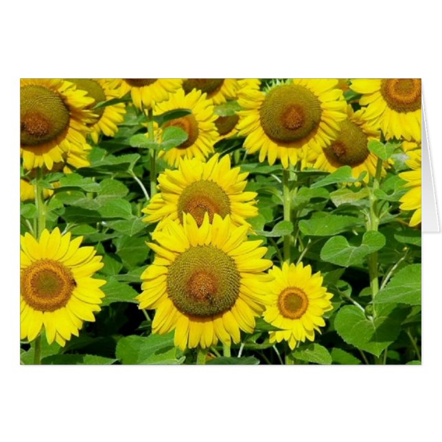 Cartão Campos do girassol (Frente horizontal)