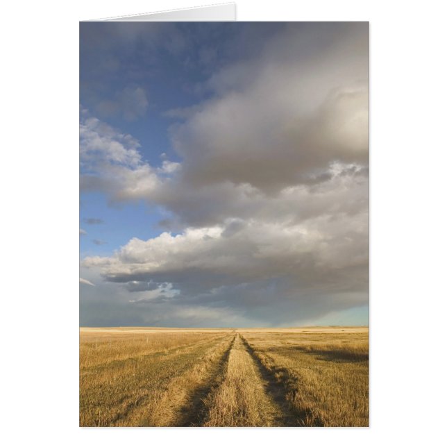 Cartão Canadá, Alberta, Stand Off: Paisagem com (Frente)
