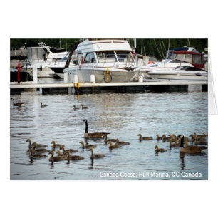 Cartão Canadá Gansos w Bebês em Hull Marina QC Canadá
