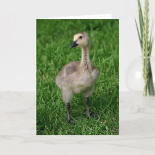Cartão Canada Goose Gosling Notecard