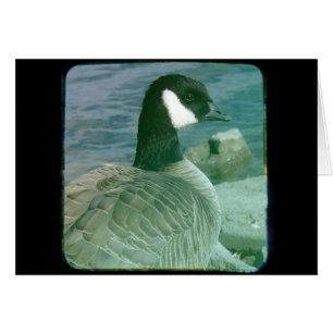 Cartão Canadá Goose TTV