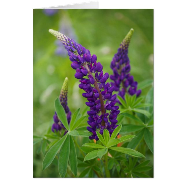 Cartão Canadá, New Brunswick. (Frente)