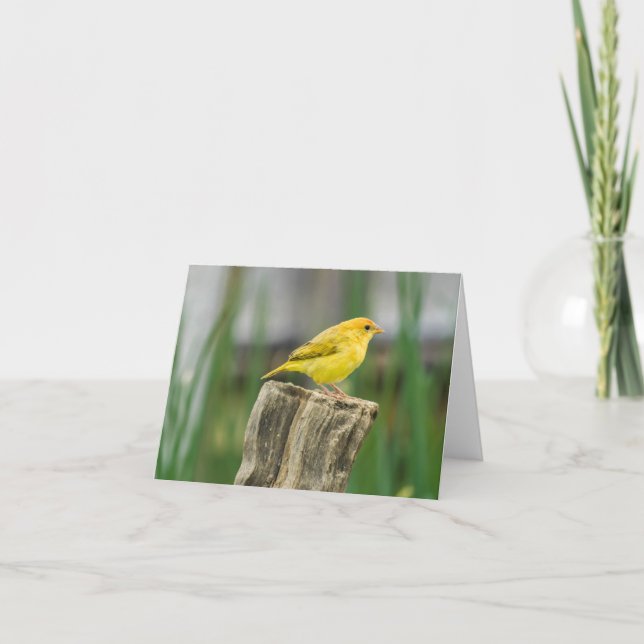 Cartão Canário (Frente)