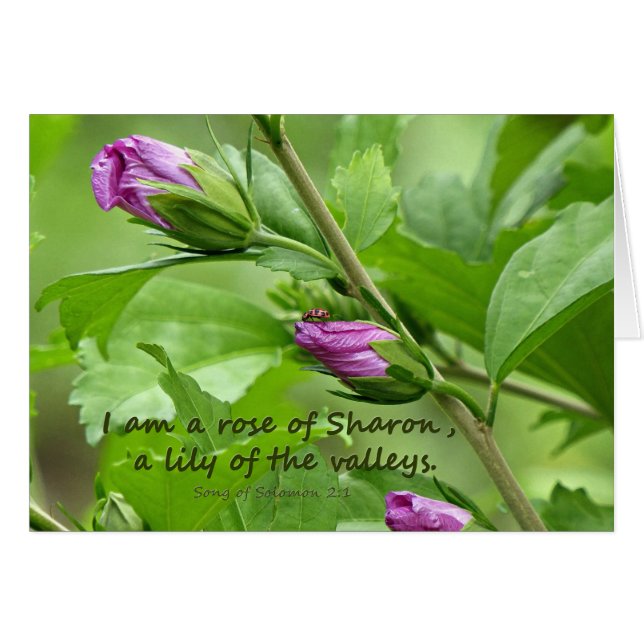 Cartão Canção de Salomão 2:1 (Frente Horizontal)