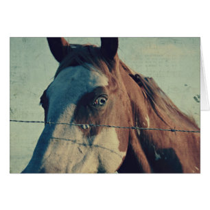 Cartão Canção do Pinto