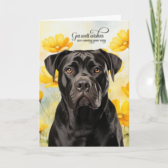 Cartão Cane Corso Dog Golden Poppies Get Well (Frente)