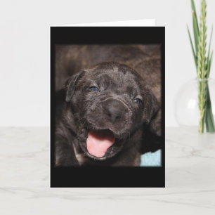 Cartão Cane Corso Mastiff Puppy