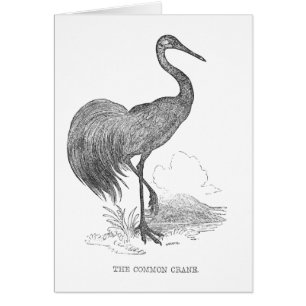 Cartão Caneta e desenho de tinta das aves da grua-vidrada