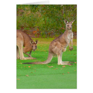 Cartão canguru