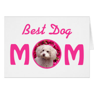 Cartão Caniche bonito