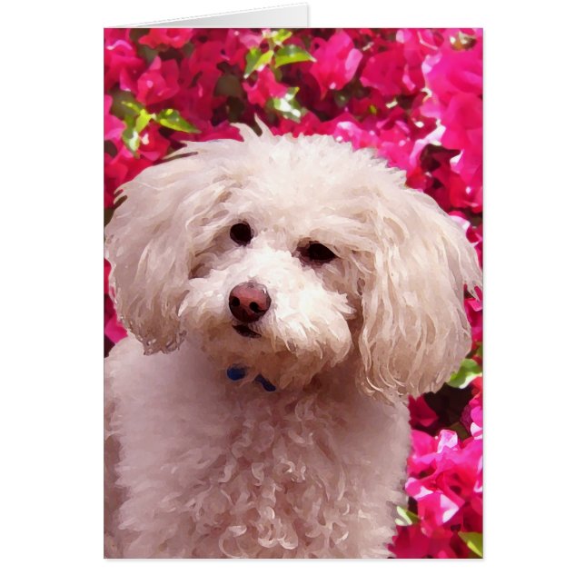 Cartão Caniche bonito (Frente)