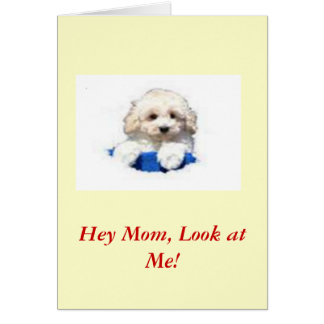 Cartão Caniche de brinquedo