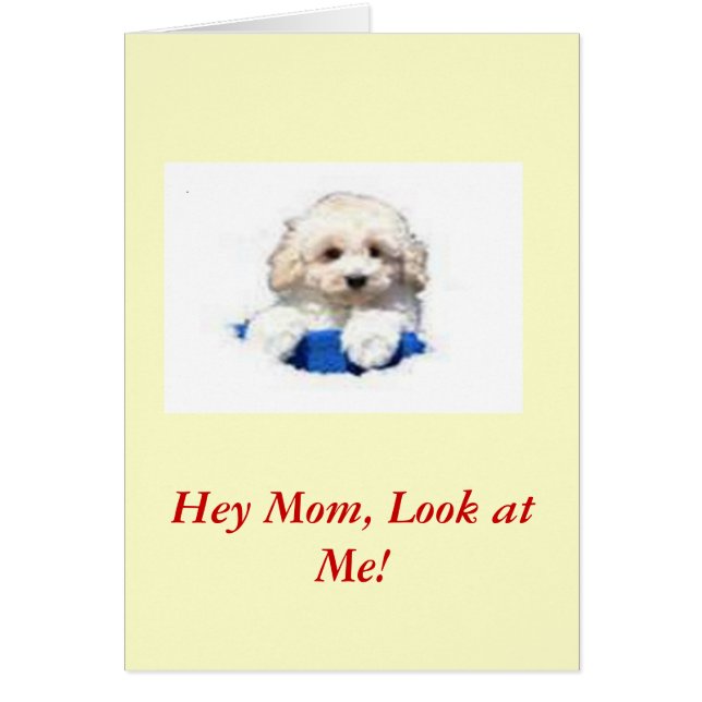 Cartão Caniche de brinquedo (Frente)