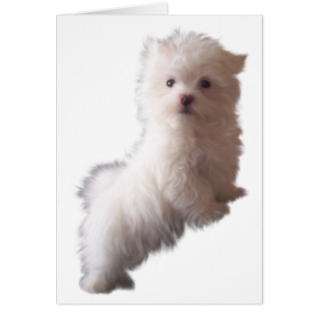 Cartão Canino (Frente)