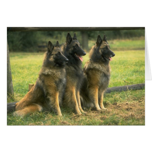 Cartão Caninos german shepherd (Frente horizontal)