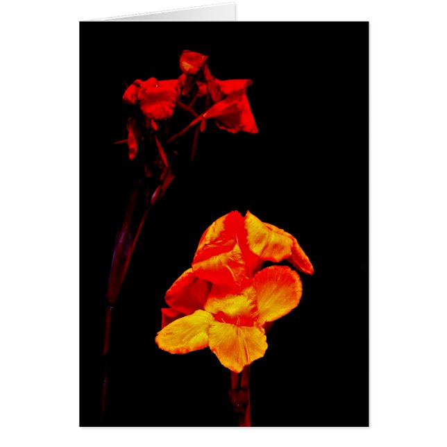 Cartão Canna Lily em Preto (Frente)