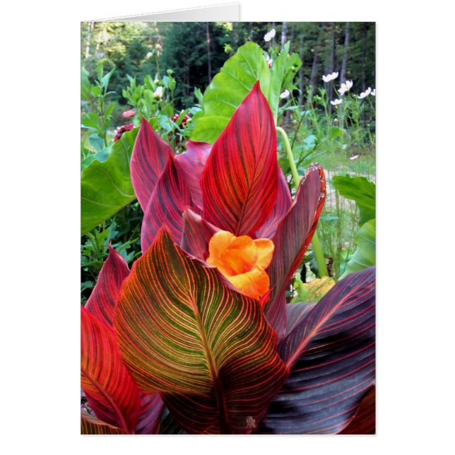 Cartão Canna Lily Stripes (Frente)