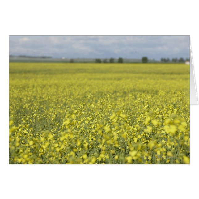 Cartão Canola florescendo no campo. (Frente Horizontal)
