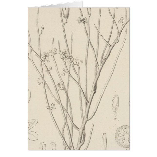 Cartão Canotia holacantha (Frente)