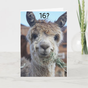 Cartão CAN'T BELIEVE YOU ARE CELEBRATING "16th" BIRTHDAY