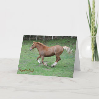Cartão Canterna Welsh Cob Aniversário