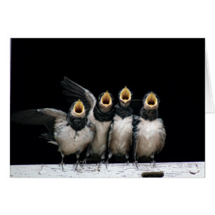 Cartão Canto de barn Swallow