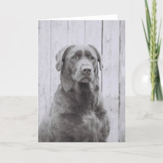 Cartão Cão Americano