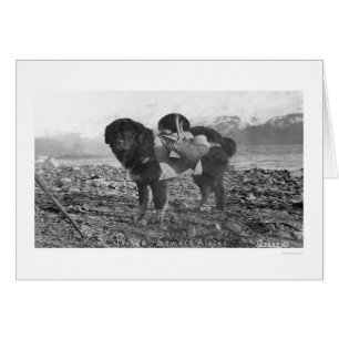 Cartão Cão Backpacking Seward, Alaska 1911