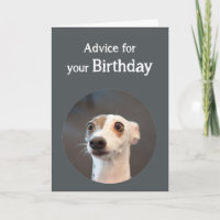 Cão bonito do humor do aniversário demasiado humor