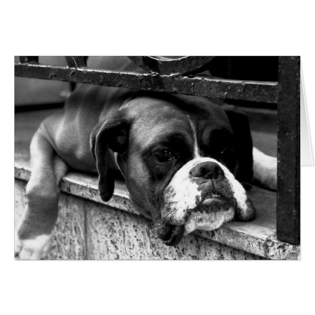 Cartão Cão-boxim no Windowsill gcnm (Frente Horizontal)