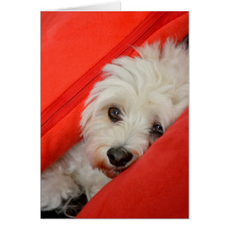 Cartão cão branco esta em almofadas alaranjadas