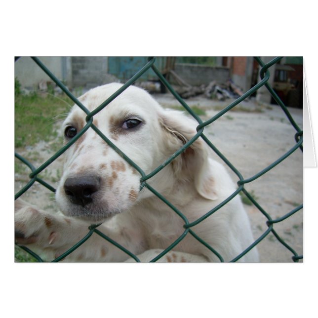 Cartão Cão & cerca (Frente Horizontal)
