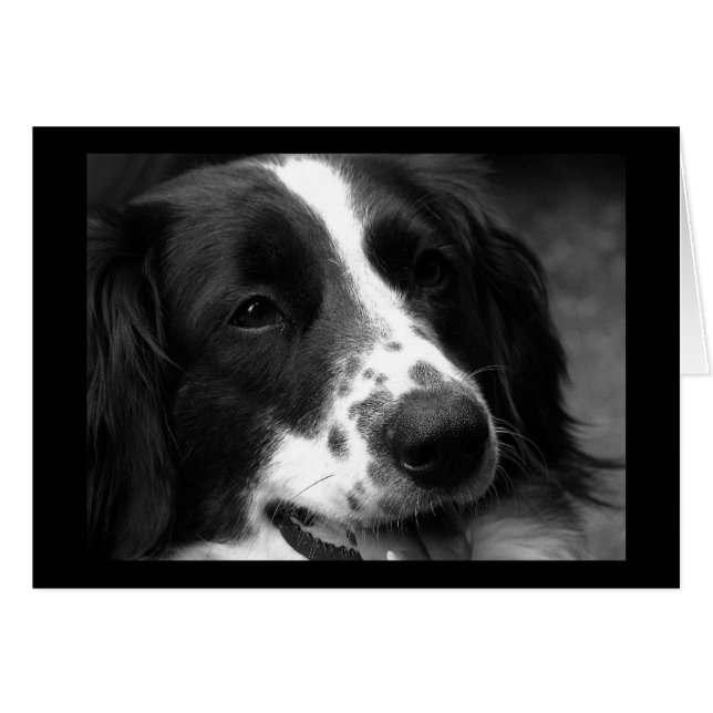 Cartão Cão da Maravilha (Frente Horizontal)