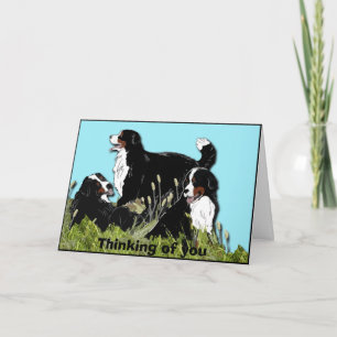 Cartão Cão da Montanha Bernês