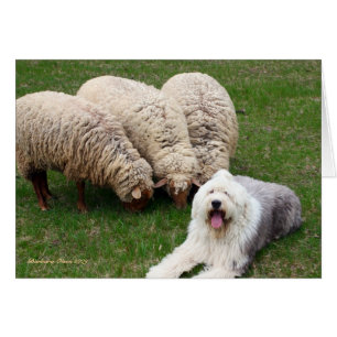 Cartão Cão de carneiros inglês