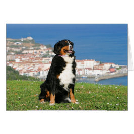 Cartão Cão de gado Bernês posando na praia