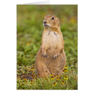 Cartão Cão-de-pradaria-de-cauda-preta Cynomys