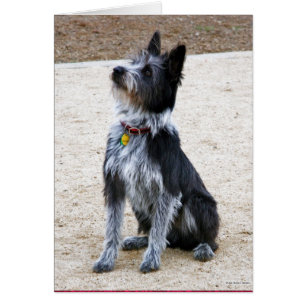 Cartão Cão desalinhado