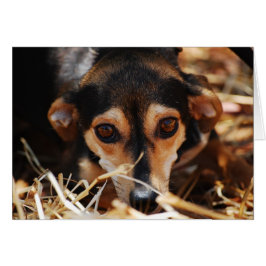 Cartão Cão doce deitado no feno