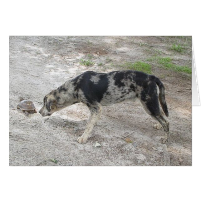 Cartão Cão-leopardo-catahoula (Frente Horizontal)