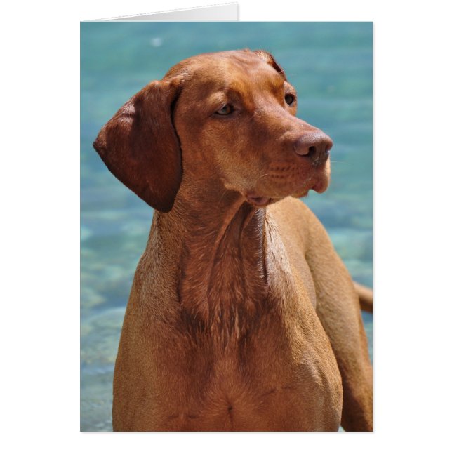 Cartão Cão Magyar Vizsla (Frente)