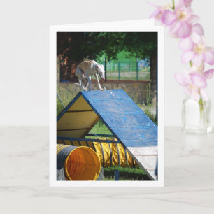 Cartão Cão na Escola de Formação