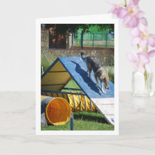 Cartão Cão na Escola de Formação