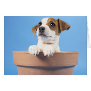 Cartão Cão no flowerpot