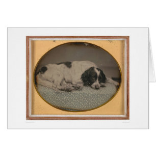 Cartão Cão possuído por Sheldon Nichols (39986)