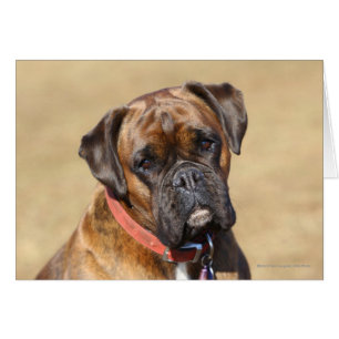 Cartão Cão rajado do pugilista