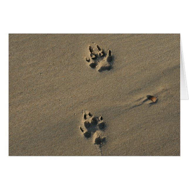 Cartão Cão solitário (Frente Horizontal)