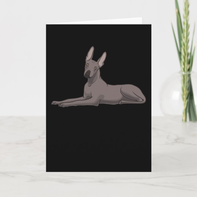 Cartão Cão Xoloitzcuintle (Frente)