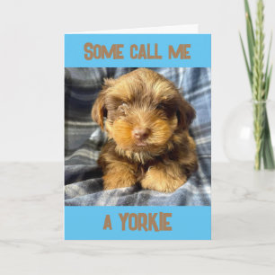 CARTÃO CÃO YORKSHIRE TERRIER DIZ "PARABÉNS"